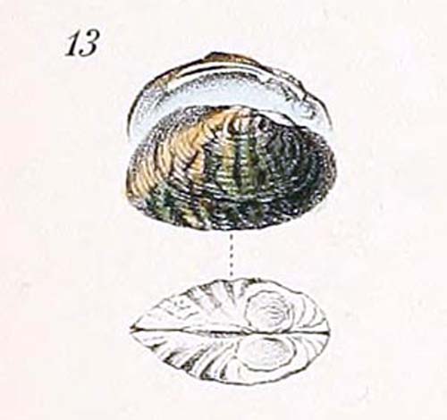 specimen image from publication