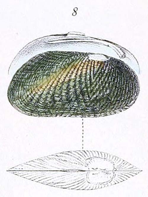 specimen image from publication