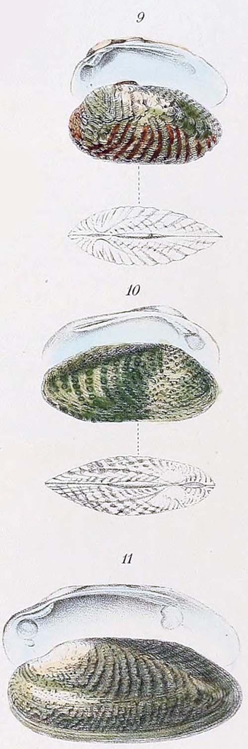 specimen image from publication