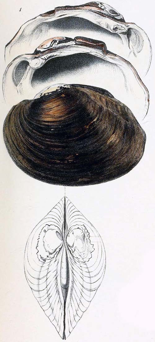 specimen image from publication