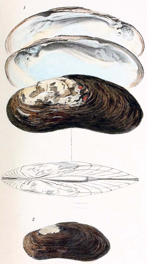 specimen image from publication