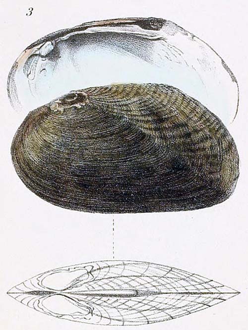 specimen image from publication
