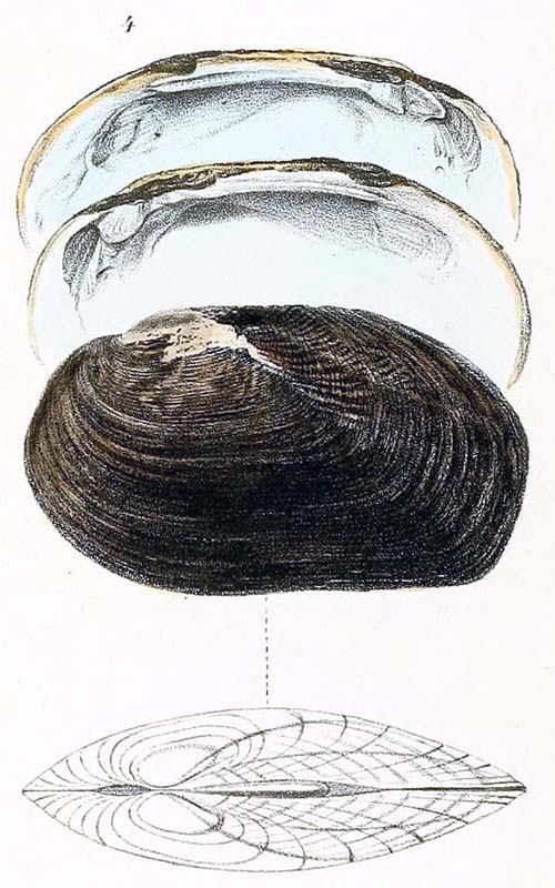 specimen image from publication