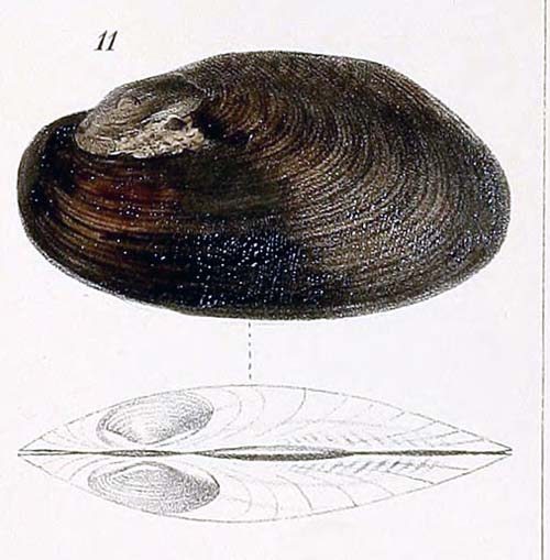 specimen image from publication