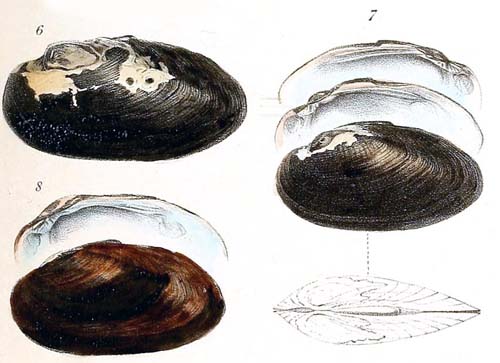 specimen image from publication