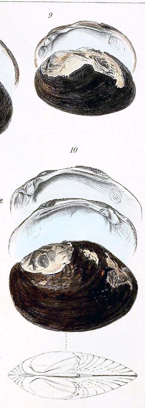 specimen image from publication