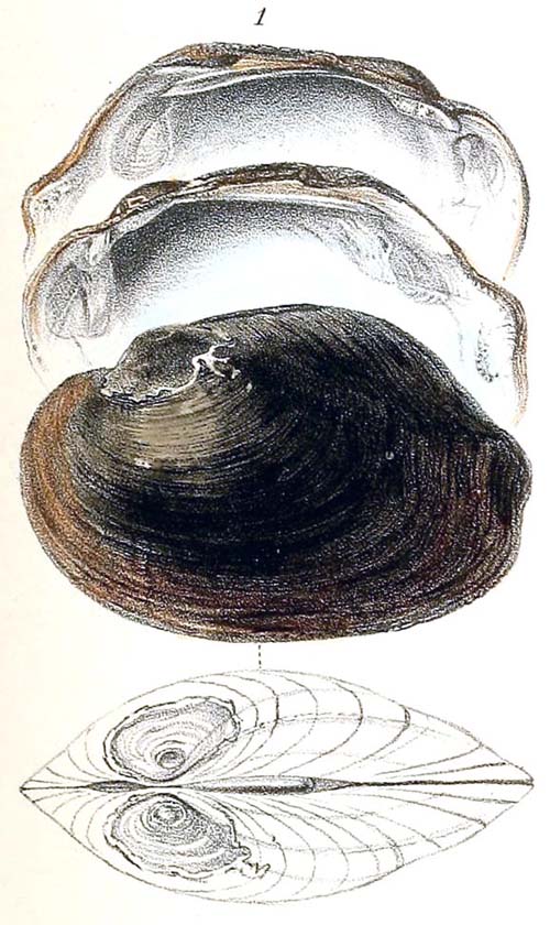 specimen image from publication