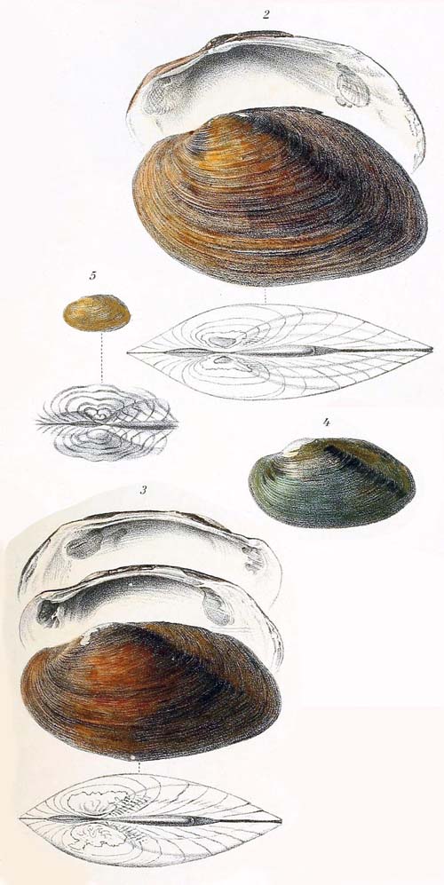 specimen image from publication