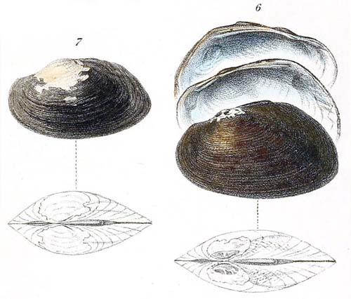 specimen image from publication
