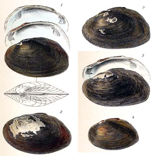 specimen image from publication