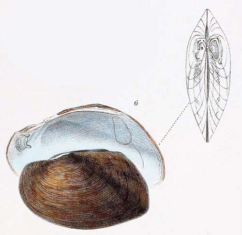 specimen image from publication