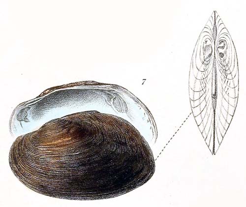 specimen image from publication