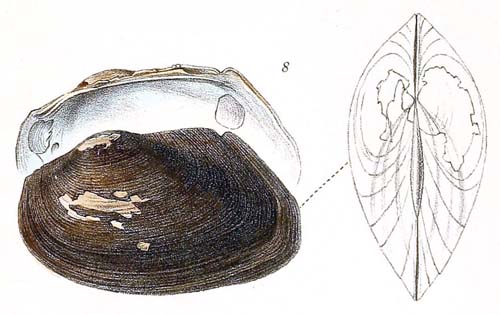 specimen image from publication