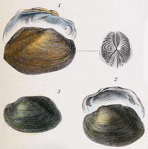 specimen image from publication
