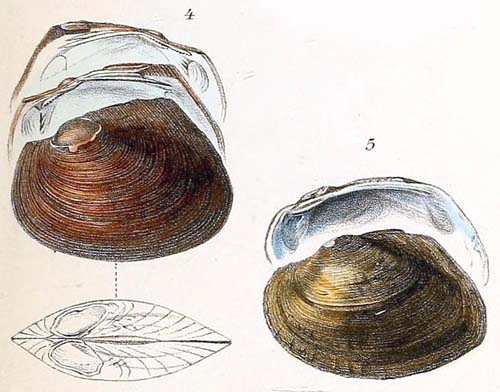 specimen image from publication