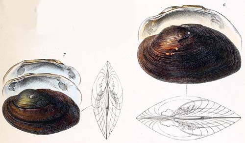 specimen image from publication