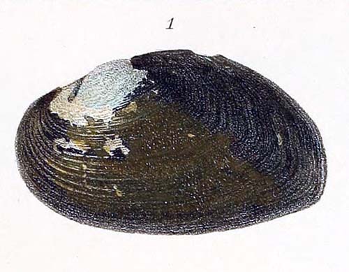 specimen image from publication