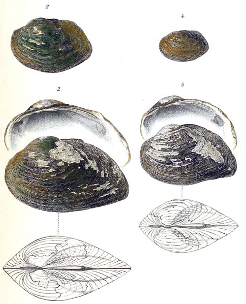 specimen image from publication