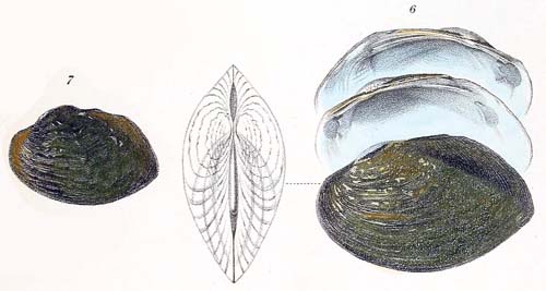 specimen image from publication