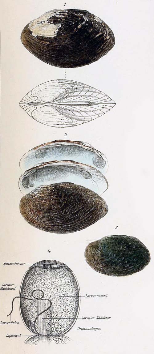 specimen image from publication