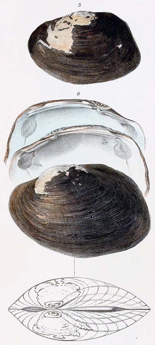 specimen image from publication