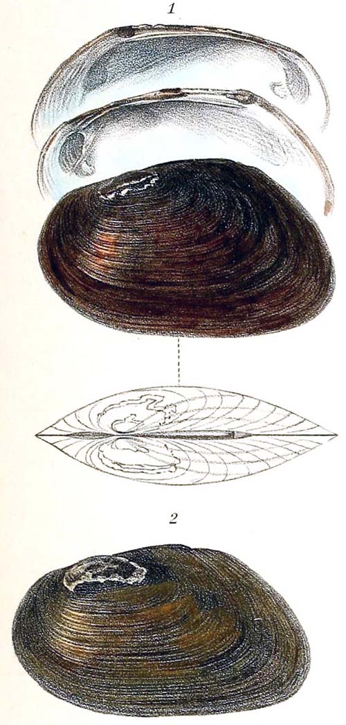 specimen image from publication