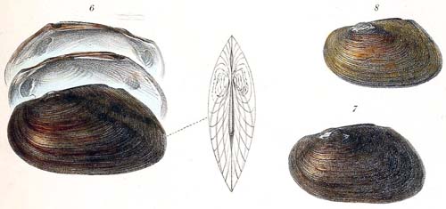 specimen image from publication