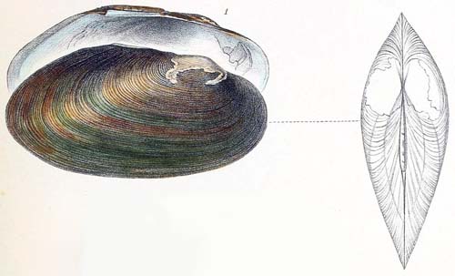 specimen image from publication