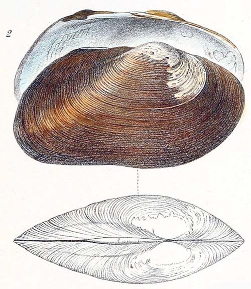 specimen image from publication