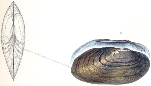 specimen image from publication