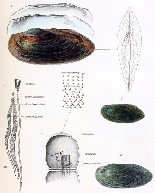 specimen image from publication