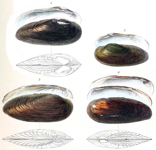 specimen image from publication