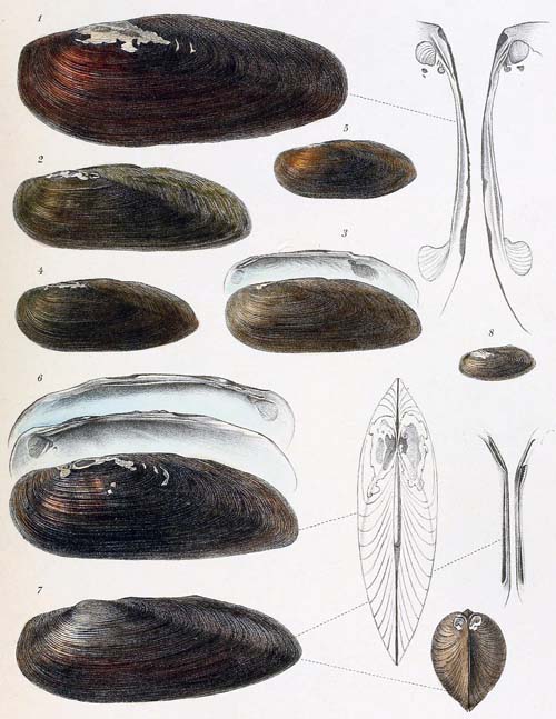 specimen image from publication