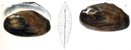 specimen image from publication