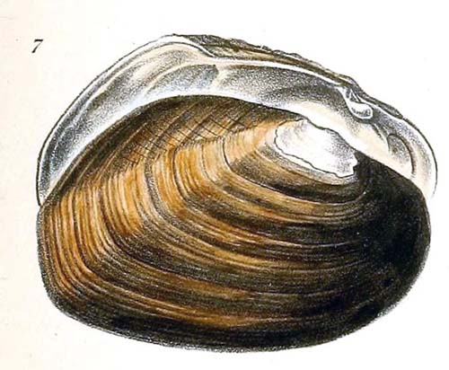 specimen image from publication