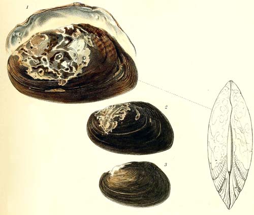 specimen image from publication