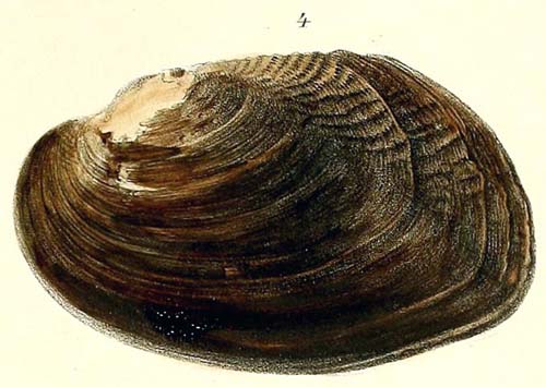 specimen image from publication