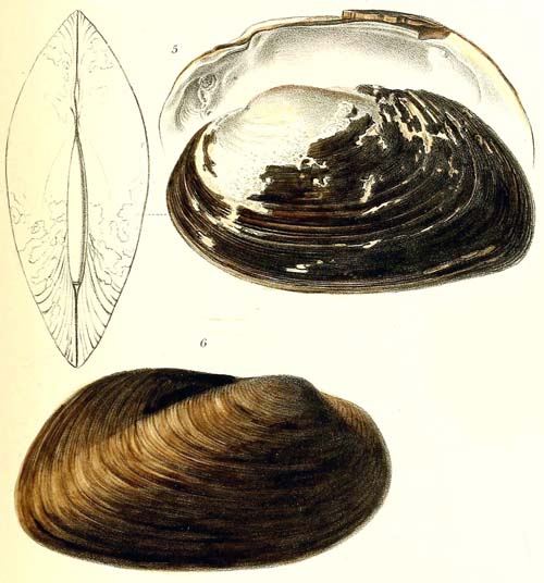 specimen image from publication