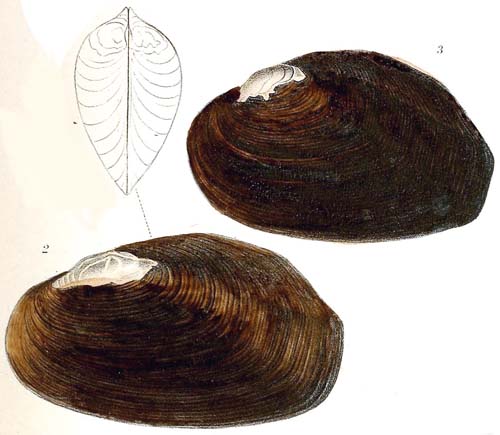 specimen image from publication