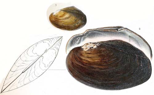 specimen image from publication