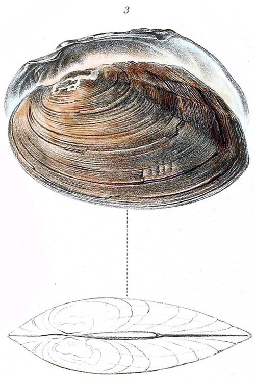 specimen image from publication