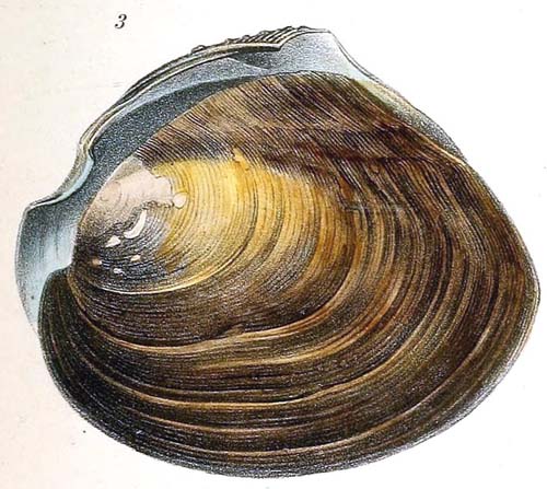 specimen image from publication