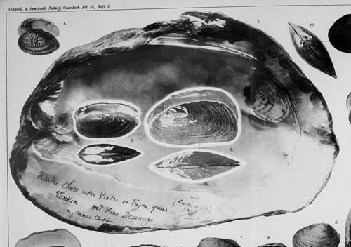 specimen image from publication