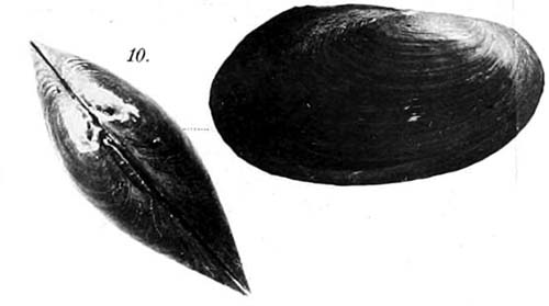 specimen image from publication