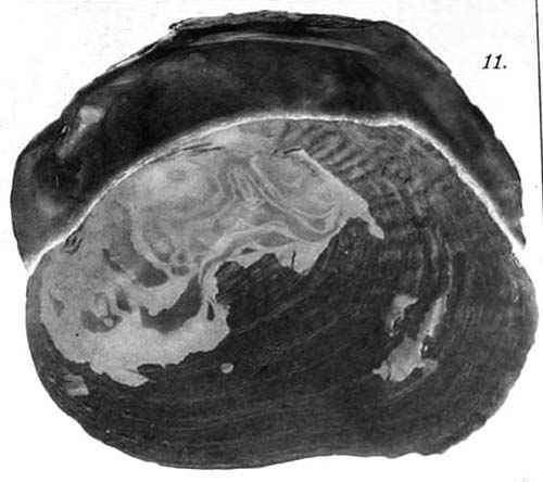 specimen image from publication