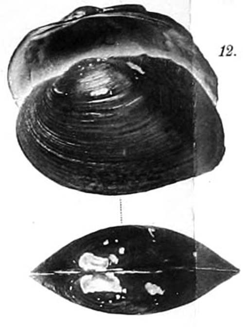 specimen image from publication