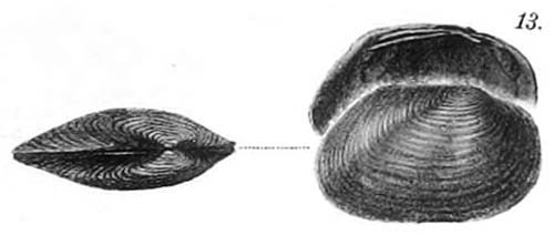 specimen image from publication