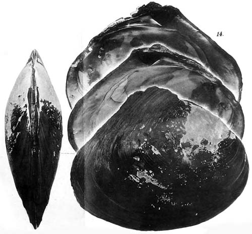 specimen image from publication