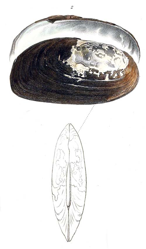 specimen image from publication