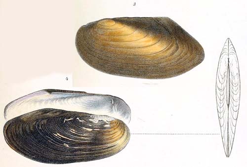 specimen image from publication
